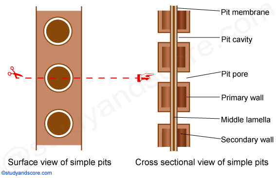 simple pits, pit cavity, pit membrane, pit pore, middle lamellae, secodary cell wall, primary cell wall